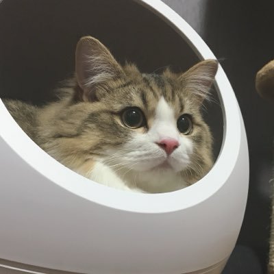 スロ猫のアイコン